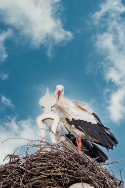 İki leylek bir evin bacasına yuva yapar. Beyaz kuğularla baykuş işaretinin üstünde. Üzerinde üçgen ve süsleme var. Dramatik Günbatımı, Gökyüzü