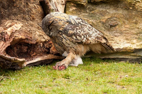 Wild eagle owl mother feeds a chick. The six-week-old white owl is still unstable on its feet in the grass — Stock Photo, Image
