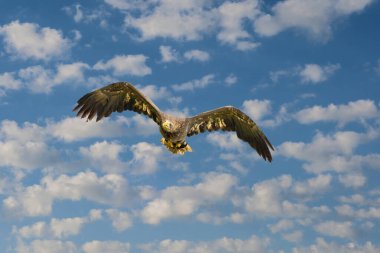 Mavi gökyüzünde uçan bir kartal. Deniz Kartalı mavi bulutlu gökyüzünde uçuyor. Kartal, şahin avını arıyor. Avlanırken uçan yırtıcı kuşlar