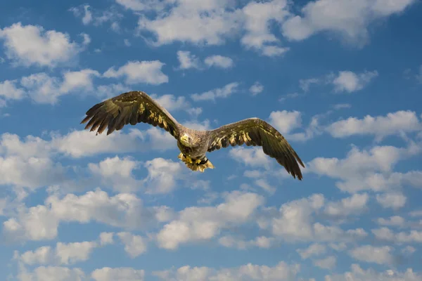 Ένας αετός πετάει στον γαλάζιο ουρανό. Sea Eagle σε πτήση σε ένα μπλε συννεφιασμένο ουρανό. Αετός, γεράκι ψάχνει για λεία. Ιπτάμενα αρπακτικά πουλιά κατά τη διάρκεια ενός κυνηγιού — Φωτογραφία Αρχείου