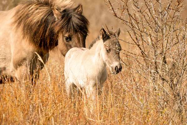 Sto och föl konik hästar huvud i ett naturreservat, de betar i de gyllene vass — Stockfoto