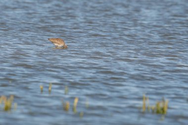 Redshank, Tringa totanus, suda yansımayla yürüyor. Kuş denizde yiyecek arıyor.
