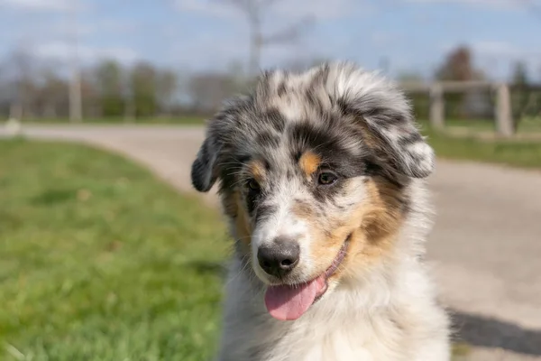 Australian Shepherd Dog puppy hoofd, de driekleurige hond heeft tong steken uit zijn mond. Gezien vanaf de voorkant — Stockfoto