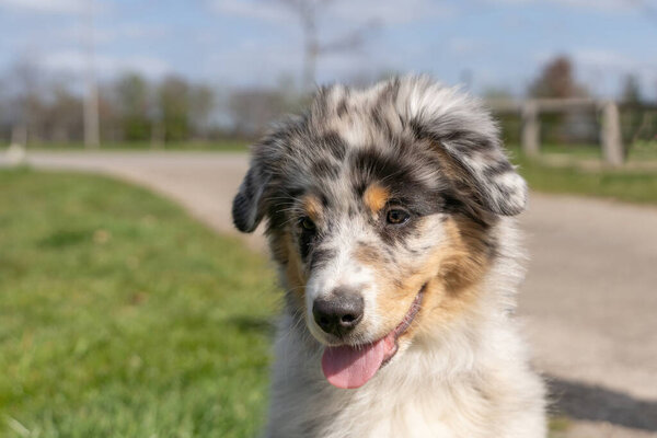 Australian Shepherd Dog puppy head, The tricolor dog has tongue sticking out of its mouth. Seen from the front