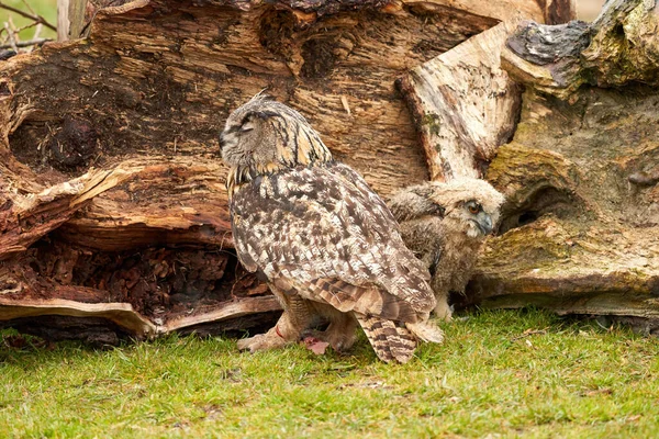 Ein sechs Wochen altes Uhu-Küken mit seiner Mutter. Ein Stück blutiges Fleisch aus der Beute liegt auf dem Boden — Stockfoto