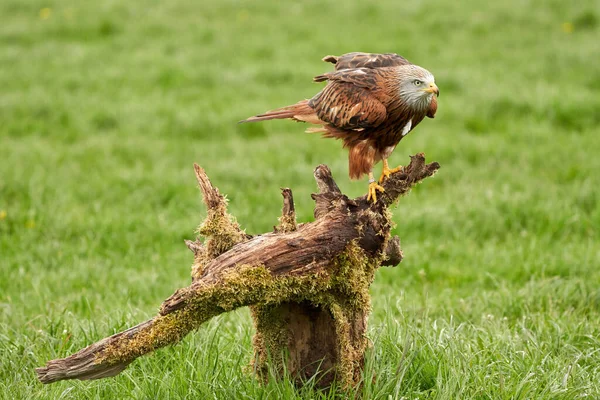 Red kite, bird of prey portrait. The bird is sitting on a stump. Ready to attack its prey