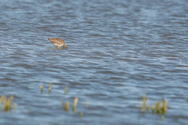 Rotschenkel, Tringa totanus, watet mit Spiegelung im Wasser. Der Vogel sucht im Meer nach Nahrung — Stockfoto