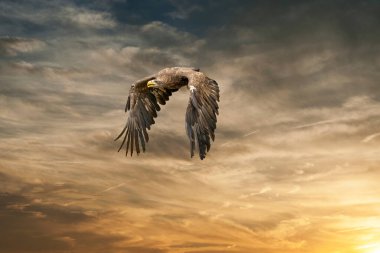 Avrupalı Kel Kartal dramatik kahverengi renkli gökyüzünde uçuyor. Av sırasında uçan yırtıcı kuş. Av aramak için uzanmış kanatlarını