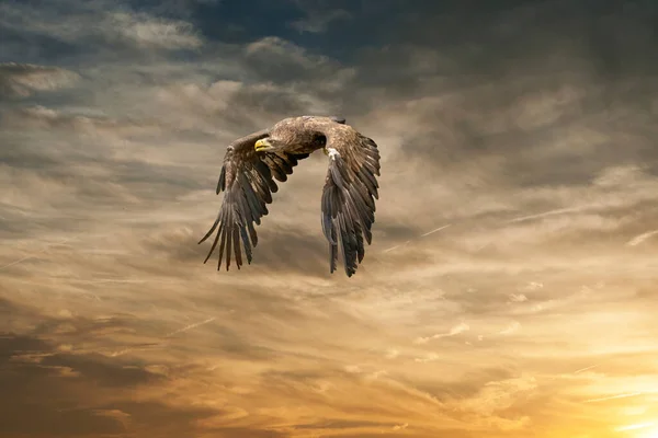 Evropský orel bělohlavý létá na dramaticky hnědé zlaté obloze. Létající dravý pták během lovu. Roztažená křídla při hledání kořisti — Stock fotografie