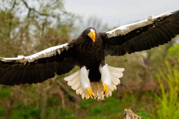 Close-up de uma águia do mar Stellers. O pássaro de rapina pousa com asas abertas em um toco de árvore. Contra o fundo das árvores, grama e céu azul. Parte detalhada do pássaro — Fotografia de Stock