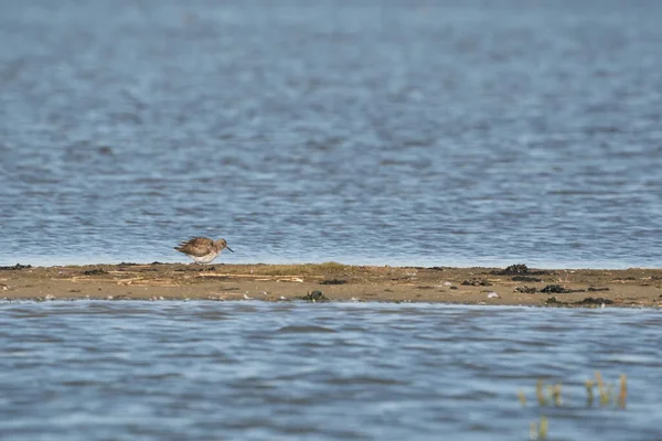 Redshank, Tringa totanus, anda num bar de areia. O pássaro está à procura de comida na areia — Fotografia de Stock