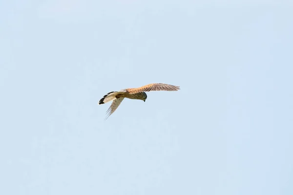 Un oiseau de proie crécerelle flotte contre un beau ciel bleu avec des nuages blancs, à la recherche de proies — Photo