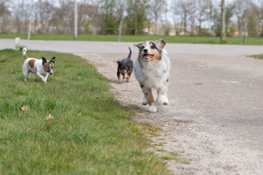 Avustralya çoban köpeği iki Jack Russell Teriyeriyle birlikte avluda koşuyor. Üç renkli bir renk ve iki renkli köpek. Cepheden tüm vücuduyla görünüyor.