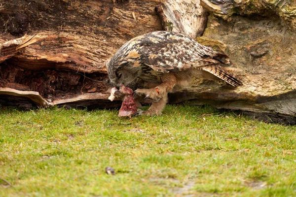 Un hibou de six semaines poussin aigle hibou avec sa mère. Ils partagent un morceau de viande sanglante de la proie — Photo
