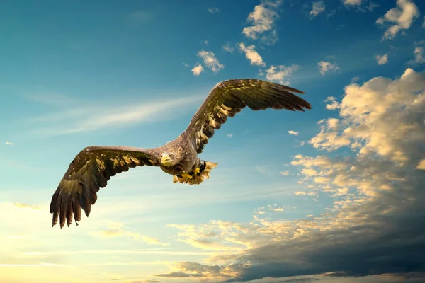 Evropský orel bělohlavý letí před modrou žlutou oblohou. Létající dravý pták během lovu. Roztažená křídla při hledání kořisti — Stock fotografie