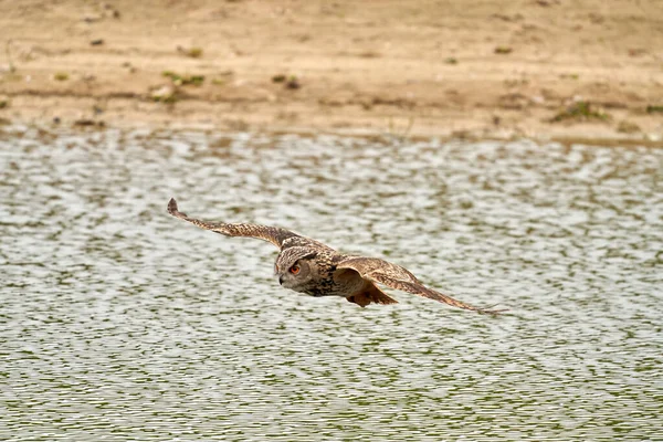 Coruja de águia selvagem detalhada, a ave de rapina voa com asas estendidas sobre um lago verde. À procura de presas na água. Praia de areia com grama no fundo — Fotografia de Stock