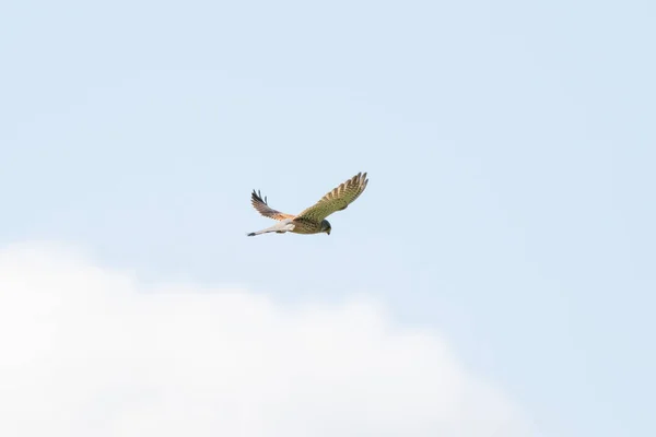 Ein Turmfalke schwebt vor einem schönen blauen Himmel mit weißen Wolken auf der Jagd nach Beute — Stockfoto