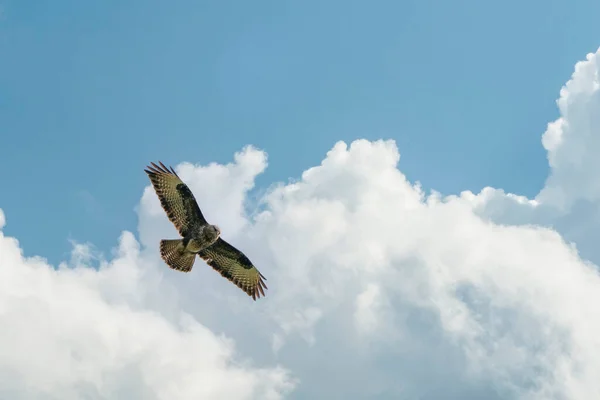아름다운 대머리 독수리 부테 오 부 테오 가 극적 인 하늘을 날고 있습니다. 날으는 맹금의 선명 한 파란색 과 글을 쓸 공간 이 있습니다. 날개를 펼친 흰 구름 — 스톡 사진