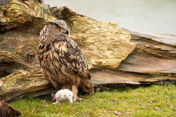 Vahşi Kartal Baykuş annesi ve beyaz bir piliç. Bir haftalık beyaz baykuş, büyük yırtıcı kuşun bacaklarında duruyor.