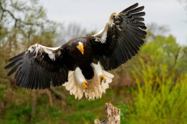 Stellers deniz kartalının yakın çekimi. Yırtıcı kuş, ağaç kütüğüne yayılmış kanatları ile yere iner. Ağaçların, çimenlerin ve mavi gökyüzünün arka planında. Ayrıntılı parça kuş, tüm vücut