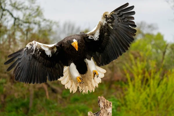 Primer plano de un águila marina Stellers. El ave de presa aterriza con alas extendidas en un tronco de árbol. Sobre el fondo de los árboles, la hierba y el cielo azul. Parte detallada pájaro, cuerpo entero —  Fotos de Stock