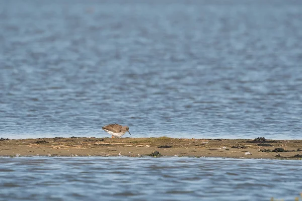 Redshank, Tringa totanus, anda num bar de areia. O pássaro está à procura de comida na areia — Fotografia de Stock