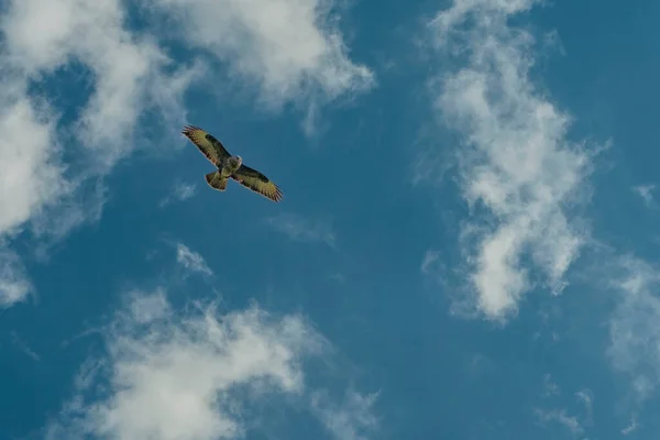 Schöner erwachsener Mäuseadler, Buteo buteo, im Flug mit dramatischem Himmel. Fliegender Raubvogel mit leuchtend blauen Farben und Platz für Text. Weiße Wolken mit ausgebreiteten Flügeln — Stockfoto