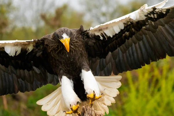 Primer plano de un águila marina Stellers. El ave de presa aterriza con alas extendidas en un tronco de árbol. Sobre el fondo de los árboles, la hierba y el cielo azul. Parte detallada del pájaro —  Fotos de Stock