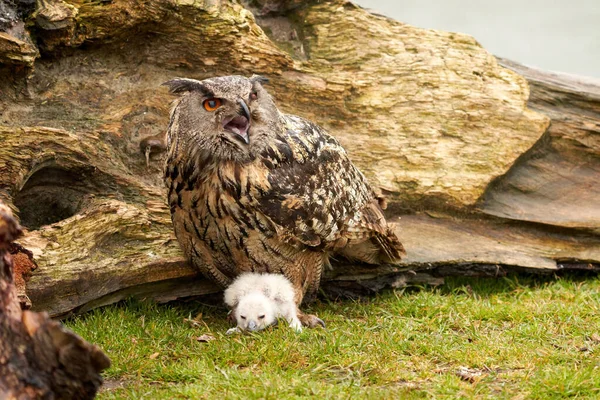 Uhu-Mutter und ein weißes Küken. Die eine Woche alte weiße Eule steht an den Beinen des großen Greifvogels. Schnabel aufgerissen — Stockfoto