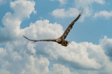 Avrupa Kel Kartalı mavi bulutlu gökyüzünün önünde uçuyor. Av sırasında uçan yırtıcı kuş. Av aramak için uzanmış kanatlarını