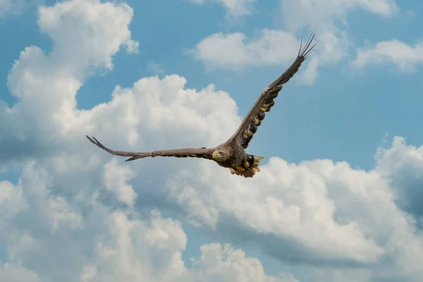 European Bald Eagle vliegt voor de blauwe bewolkte lucht. Vliegende roofvogel tijdens een jacht. Uitgestrekte vleugels op zoek naar prooi — Stockfoto