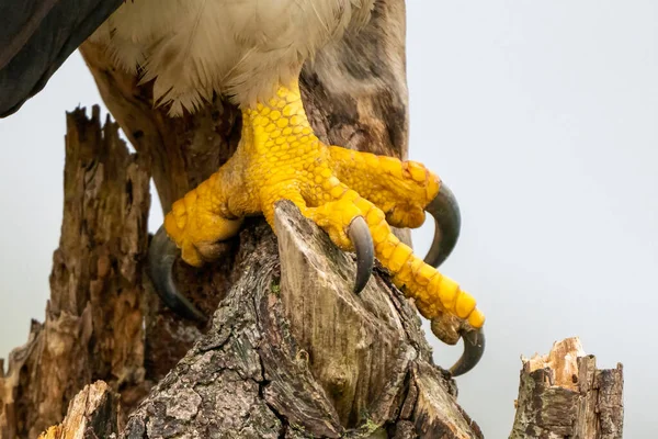 Close-up of two yellow legs of a Stellers sea eagle. Sharp nails grab into a stump. Dangerous claws Royalty Free Stock Images