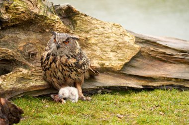 Wild Eagle Owl mother and a chick. The one week old white owl is still unstable on its feet in the grass. The prey, a red piece of meat, lies on the ground