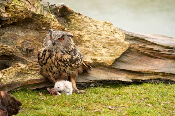 Wild Eagle Búho madre y una chica. El búho blanco de una semana de edad sigue siendo inestable en sus pies en la hierba. La presa, un trozo de carne roja, yace en el suelo — Foto de Stock