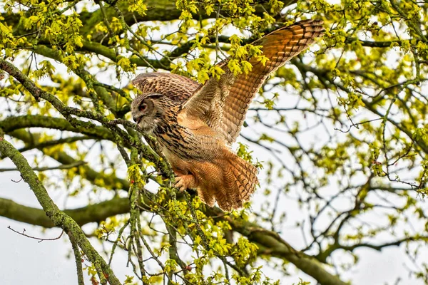 Eagle Owl, land awkwardly in a tree. Seen from the side. Wide spread wings, red eyes