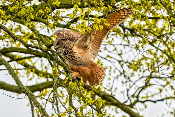 Uhu, landet unbeholfen in einem Baum. Von der Seite gesehen. Weitgespreizte Flügel, rote Augen — Stockfoto