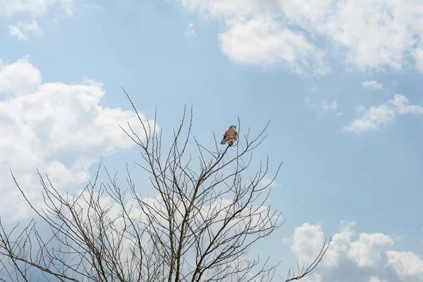 Close-up of a Kestrel bird of prey sits in the top of a bare tree. Against a nice blue and white colored sky — Zdjęcie stockowe