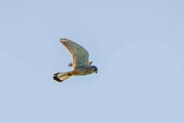 Szczegółowy Kestrel unosi się na pięknym błękitnym niebie. Drapieżny ptak poluje na zdobycz. — Zdjęcie stockowe