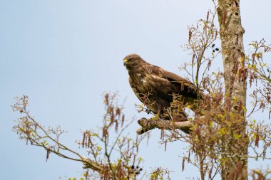 Etkileyici bir akbaba, buteo buteo. İlkbaharda kopya alanı olan bir dala kondu. Baskın yırtıcı kuş bir dalda gözlem yapıyor. Beyaz ve kahverengi tüylü tüylü bir hayvan. Mavi gökyüzü