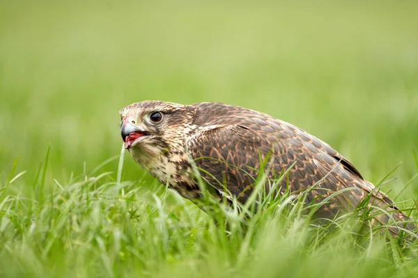 Zbliżenie myszołowy ptak drapieżnej głowy, dziób otwarty, siedzi w trawie z krwią w dziobie — Zdjęcie stockowe