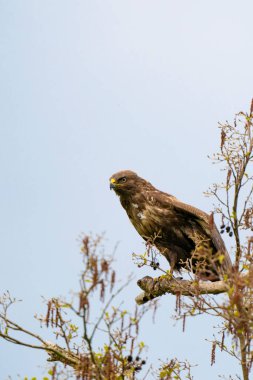 Etkileyici bir akbaba, buteo buteo. İlkbaharda kopya alanı olan bir dala kondu. Baskın yırtıcı kuş bir dalda gözlem yapıyor. Beyaz ve kahverengi tüylü tüylü bir hayvan. Mavi gökyüzü