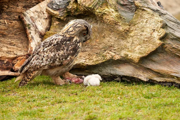 Wild Eagle Búho madre y una chica blanca. El búho blanco de una semana de edad se encuentra en las patas del gran ave de presa — Foto de Stock