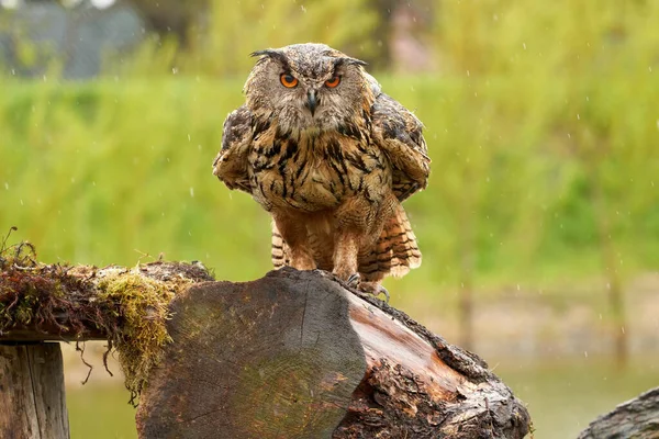 Búho Águila, se sienta en un tronco de árbol con musgo. El pájaro de presa parece enojado, llueve gotas gruesas. El pájaro visto desde el frente — Foto de Stock
