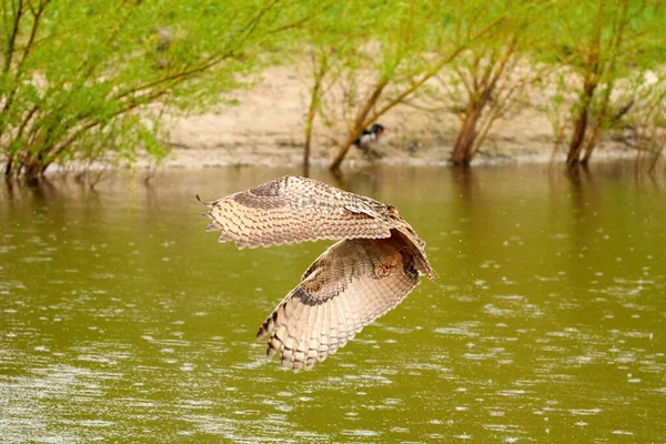 Wild Eagle Coruja, a ave de rapina voa com asas abertas sobre um lago verde. À procura de presas na água. Praia de areia com grama no fundo — Fotografia de Stock