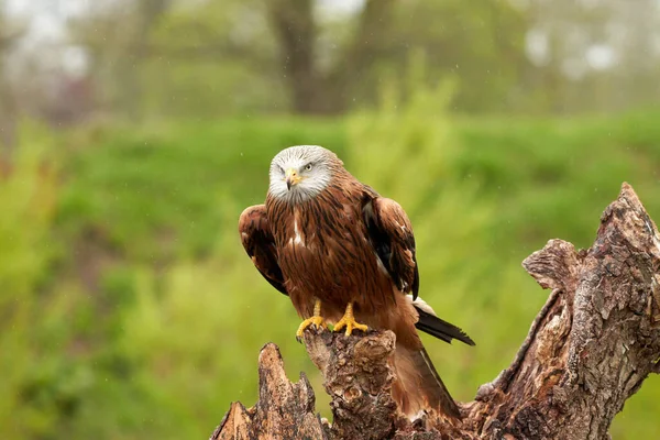 Red kite, bird of prey portrait. The bird is sitting on a stump. Ready to attack its prey. In the rain, detailled