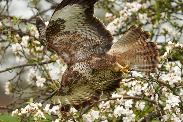 Nahaufnahme eines Mäusebussards, der in einem Obstbaum fliegt. Ungeschickte Aktion des Vogels, er krachte in den Apfelbaum. Es ist voll von weißer Blüte — Stockfoto