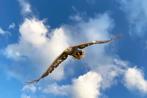 European Bald Eagle voa na frente do céu azul nublado. Pássaro de rapina voador durante uma caçada. Asas estendidas em busca de presas — Fotografia de Stock