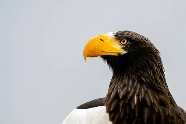 Primer plano de una cabeza de águila marina Stellers. Pico y ojo amarillo, fosas nasales grandes. En el contexto de la naturaleza —  Fotos de Stock