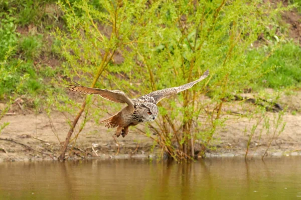 Wild Eagle Owl, the bird of prey flies with spread wings over a green lake. Looking for prey in the water. Sandy beach with grass in the background