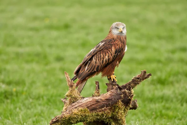 Red kite, bird of prey portrait. The bird sits on a stump, looks straight into the camera